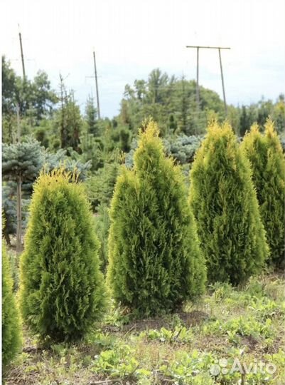 Туя в ассортименте