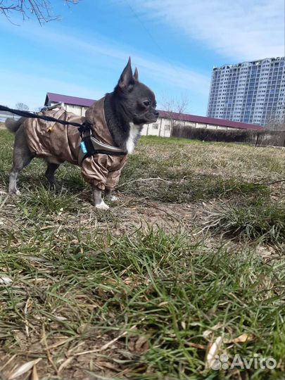 Вязка чихуахуа