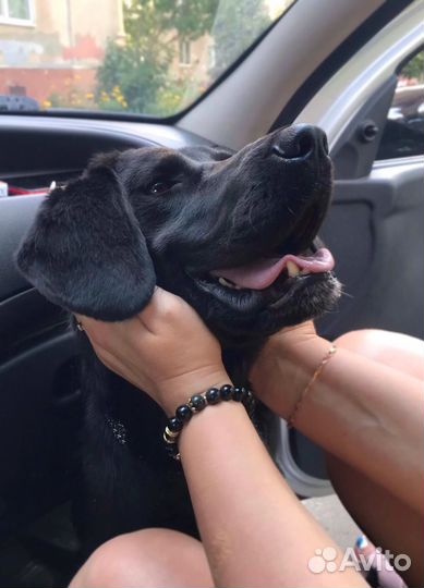 Лабрадор в добрые руки