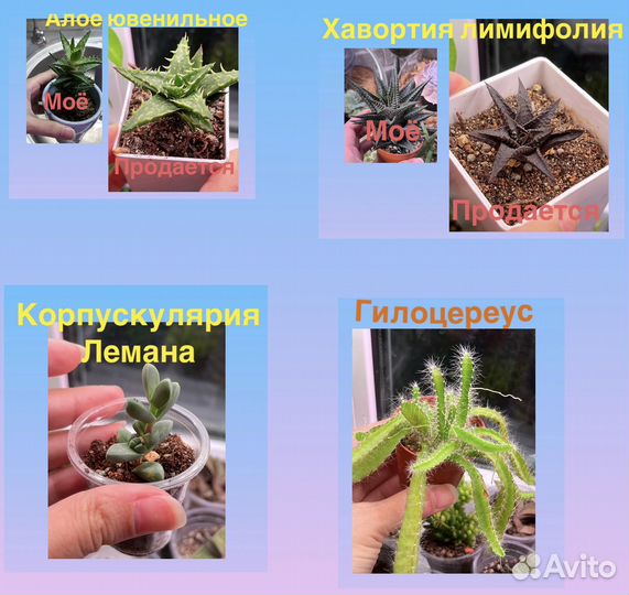 Суккуленты