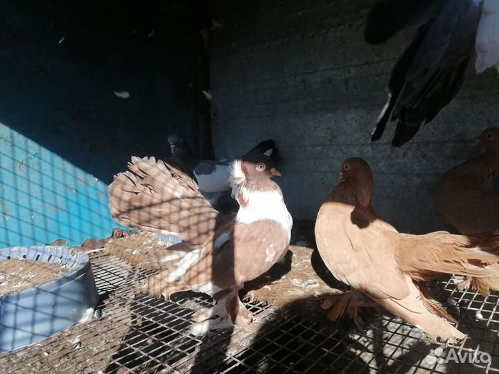 Статные голуби, кинги