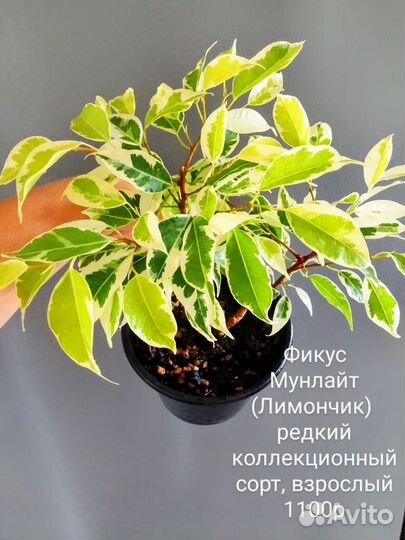 Фикусы, часть 3