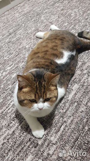 Шотландская кошка