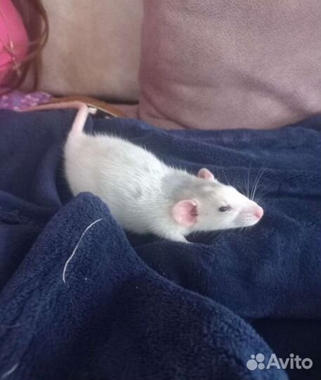 Крыса дамбо