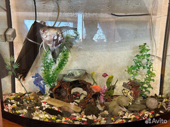 Аквариум с рыбками бу