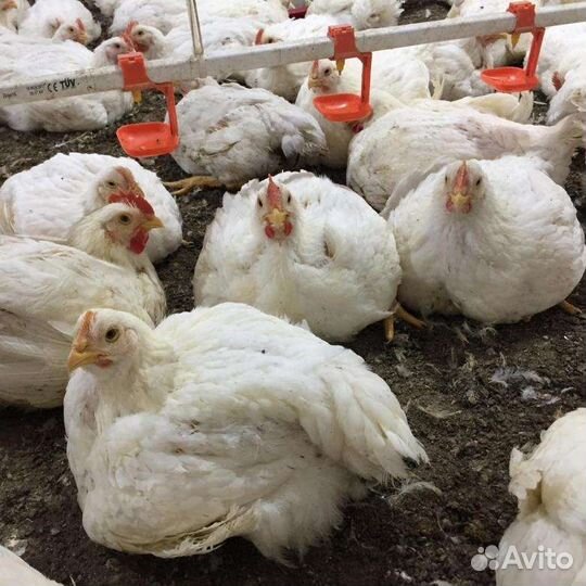 Куры бройлеры живым весом