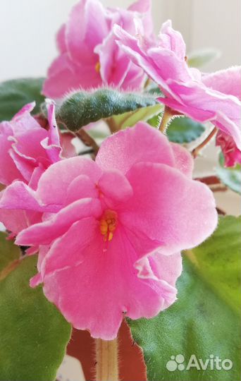 Фиалка Аламо Джой (лист)