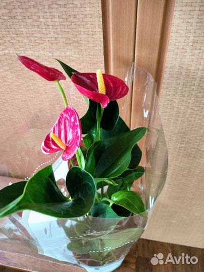 Антуриумы (Амалия Элеганс)