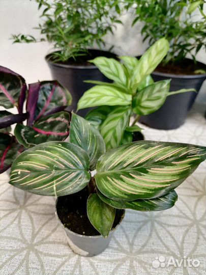 Мирты, Пеперомии, калатеи