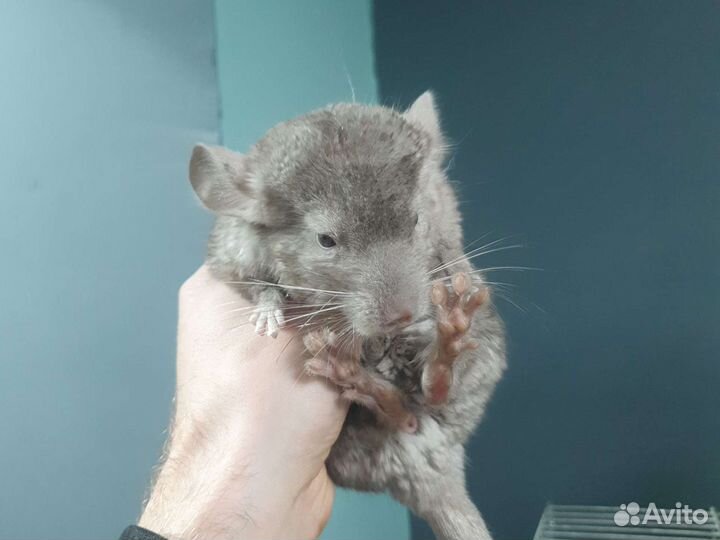Шиншилы малыши