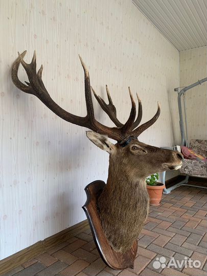 Голова оленя (чучело)
