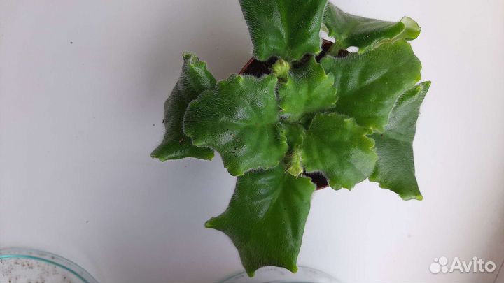 Фиалка сортовая