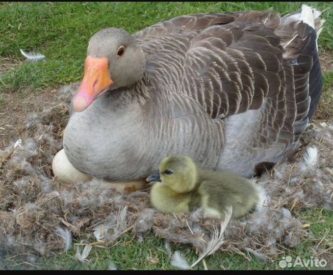 Инкубационное яйцо