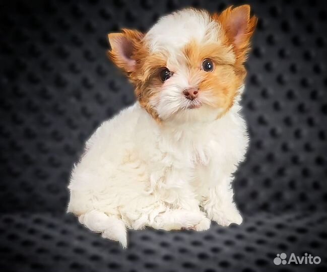 Крошечная малышка Цветного Йорка