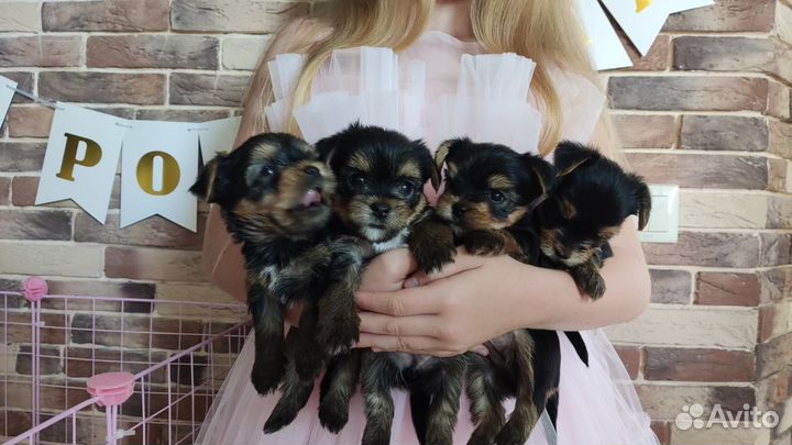 Йоркширский терьер девочки, документы РКФ