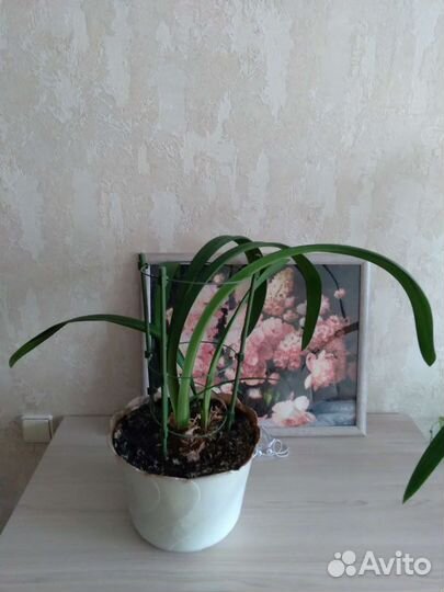 Гиппеаструм