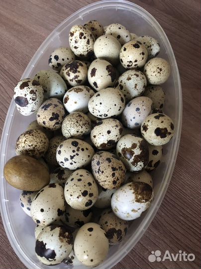 Яйца перепелиные домашние