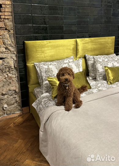 Собака для фотосессии той пудель