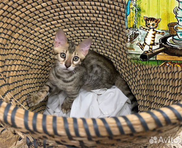 Бенгальский котенок по имени Финдус объявление продам