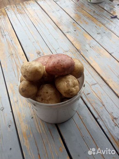 Продам картофель