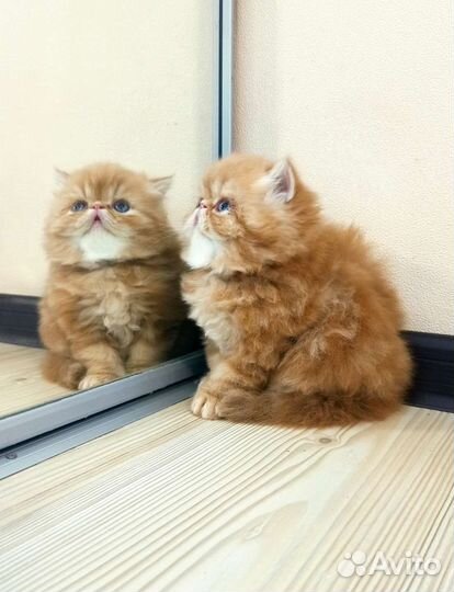 Персидский котенок