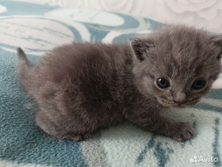 Британские котята вислоухие