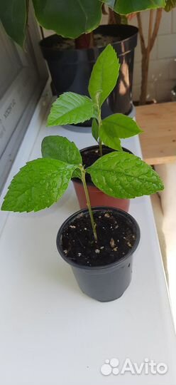 Мушмула саженцы