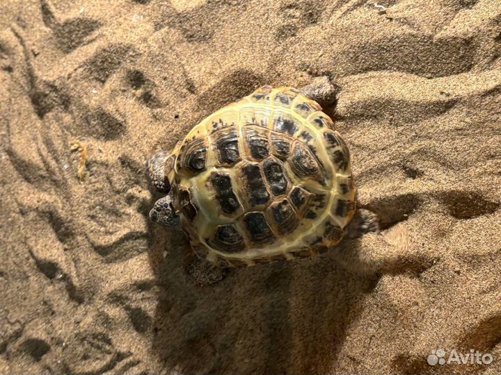 Черепаха