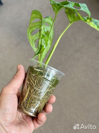 Монстера манки