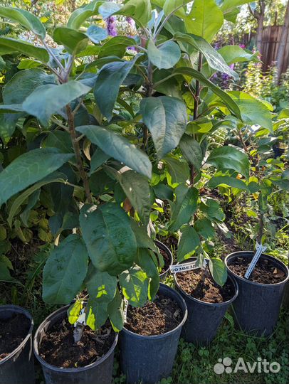 Яблоня колоновидная Камиха,Есения,Поэзия,Восторг