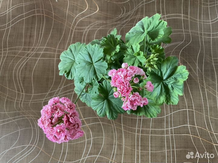 Пеларгония герань