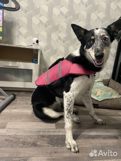 Спасательный жилет для собак