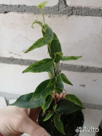 Фикус Бенджамина Кинки