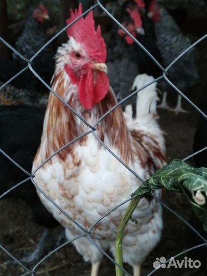 Молодые петухи