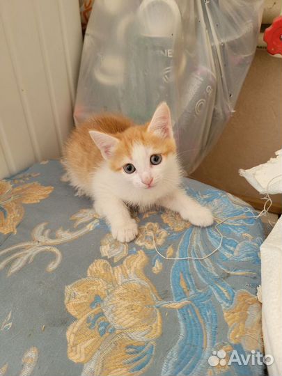 Котята мальчик и девочка