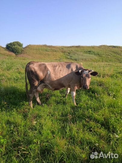 Корова дойная