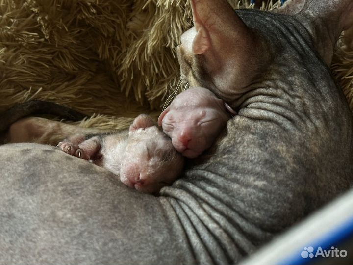 Донской сфинкс (бронь)