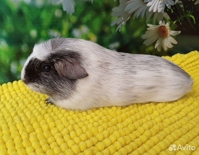 Морская свинка далматин