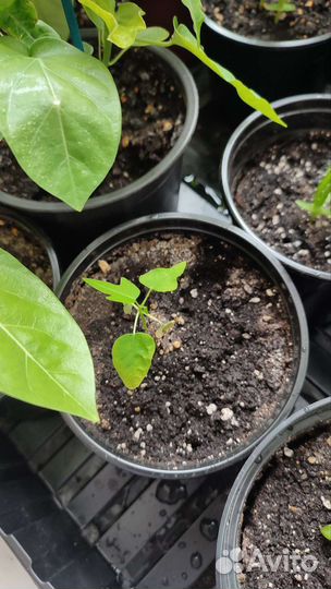 Сеянцы папайи