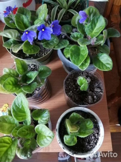 Комнатные цветы