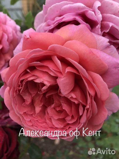 Английские розы