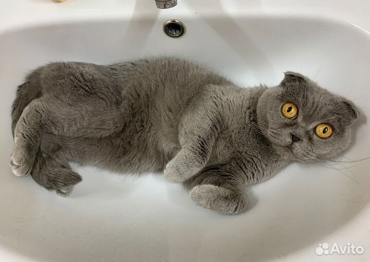 Шотландская вислоухая кошка в дар