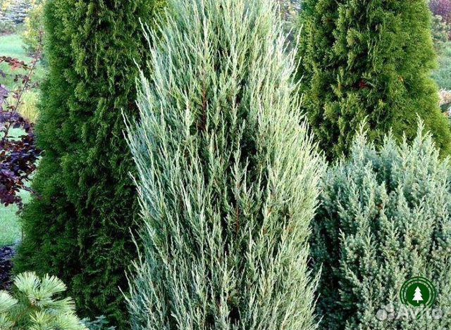 Можжевельник скайрокет 1,6 м и др