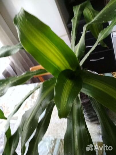 Драцена душистая