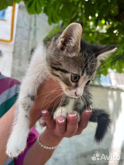 Кошка в дар бесплатно