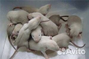 Сиамские крыски