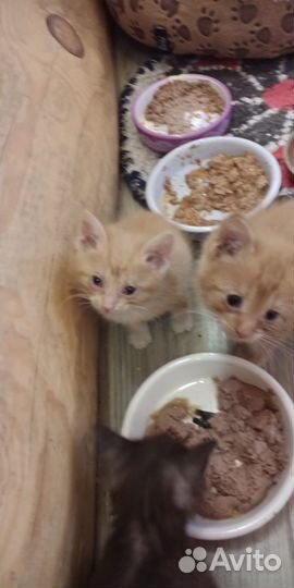 Отдам котят бесплатно