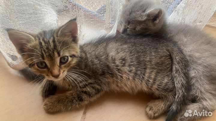 2 девочки и 1 мальчик