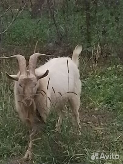 Козел зааненский
