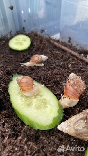 Улитки ахатины